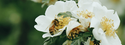 photo d'une abeille butinant une fleur blanche